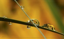 drops / ***