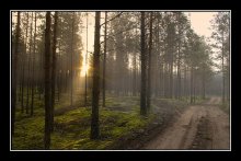 Morgen in den herbstlichen Wald / ***