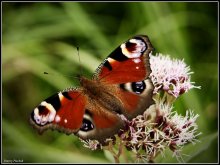 Butterfly / ***