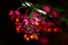 European euonymus / ..........................