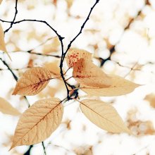 Autumn etude / ***