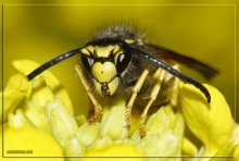 wasp - the hair stand on end! / ***