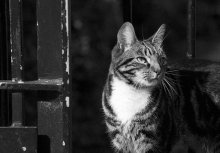 cat / . . .