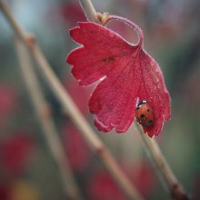 autumn shower ... / .............