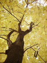 Autumn / .....