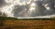 Belarusian Plain / ***