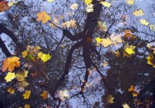 Herbst / ***
