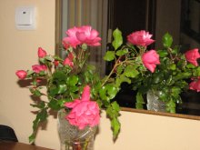Roses / ***
