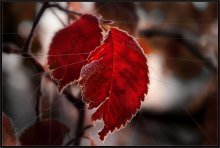 Crucified summer ... / ***