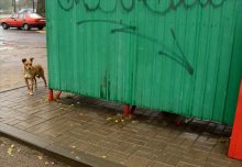 Hund / ***