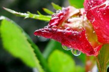 Drops / Kat Tramell