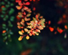 Splashes of color / ***