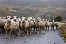 33 sheep - 33 character)) / ***