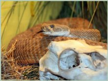 Cobra / ***