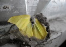 greyness of death / ***