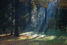 Autumn / ***
