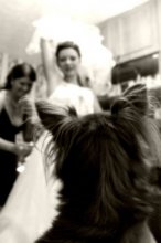 "All brides go to heaven" - / ***