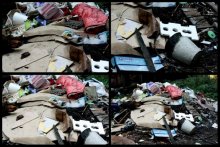 Dump / -----