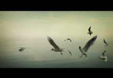 The Birds / Alfred Hitchcock