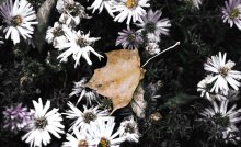 in Gefangenschaft Gänseblümchen / *none