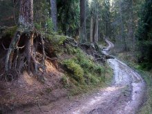 The road in the woods / ***