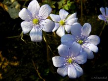 Frühlingsblumen / ***