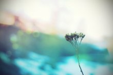 The geometry of colors / ***