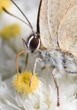 Lycaenidae / ***