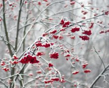 kiss of winter / *****