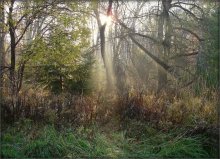 deciduous fog / .....