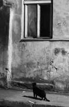 The cat and the window / ***