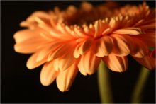 Orange love / ----------