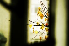 Leaves / ***