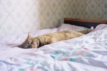 Siesta / ***