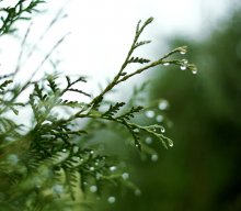 Green Forever / ***