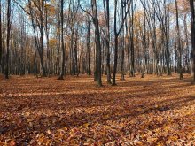 Goldener Herbst / ***