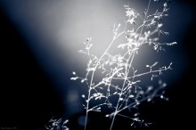 Twilight: Ice and Salt / ***