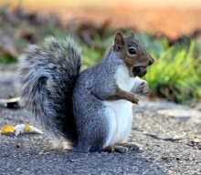 And nuts are not simple ... / ***