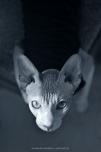 koshkognus / ***