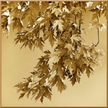 Autumn / ***