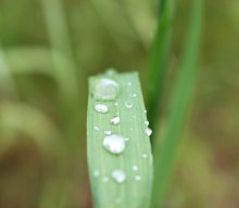 Tautropfen / ***