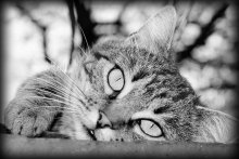 Kote # 2 / ***