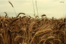 in field / ***