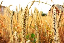 spikelets / ***