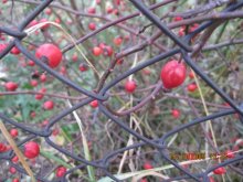 Forbidden fruit / =========================