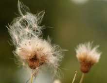 Flog im Sommer ... / ********