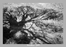 Schatten / ***