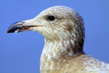 Seagull / ***