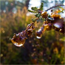 Diamond Dew / ***