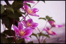Flowers / ***